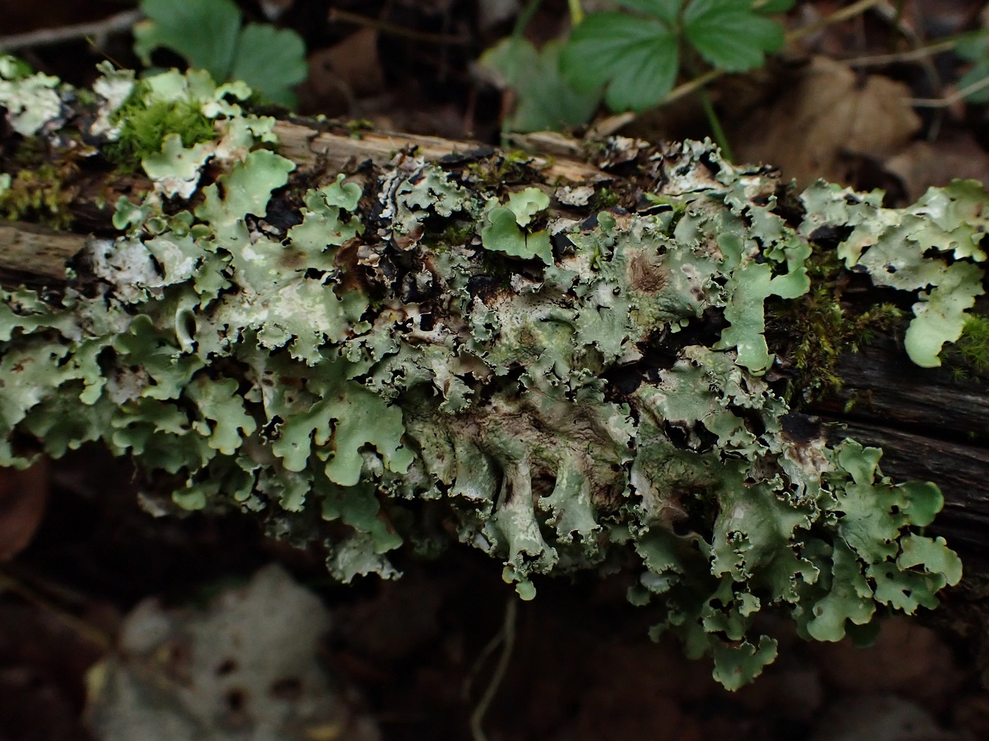 Изображение особи Parmotrema perlatum.