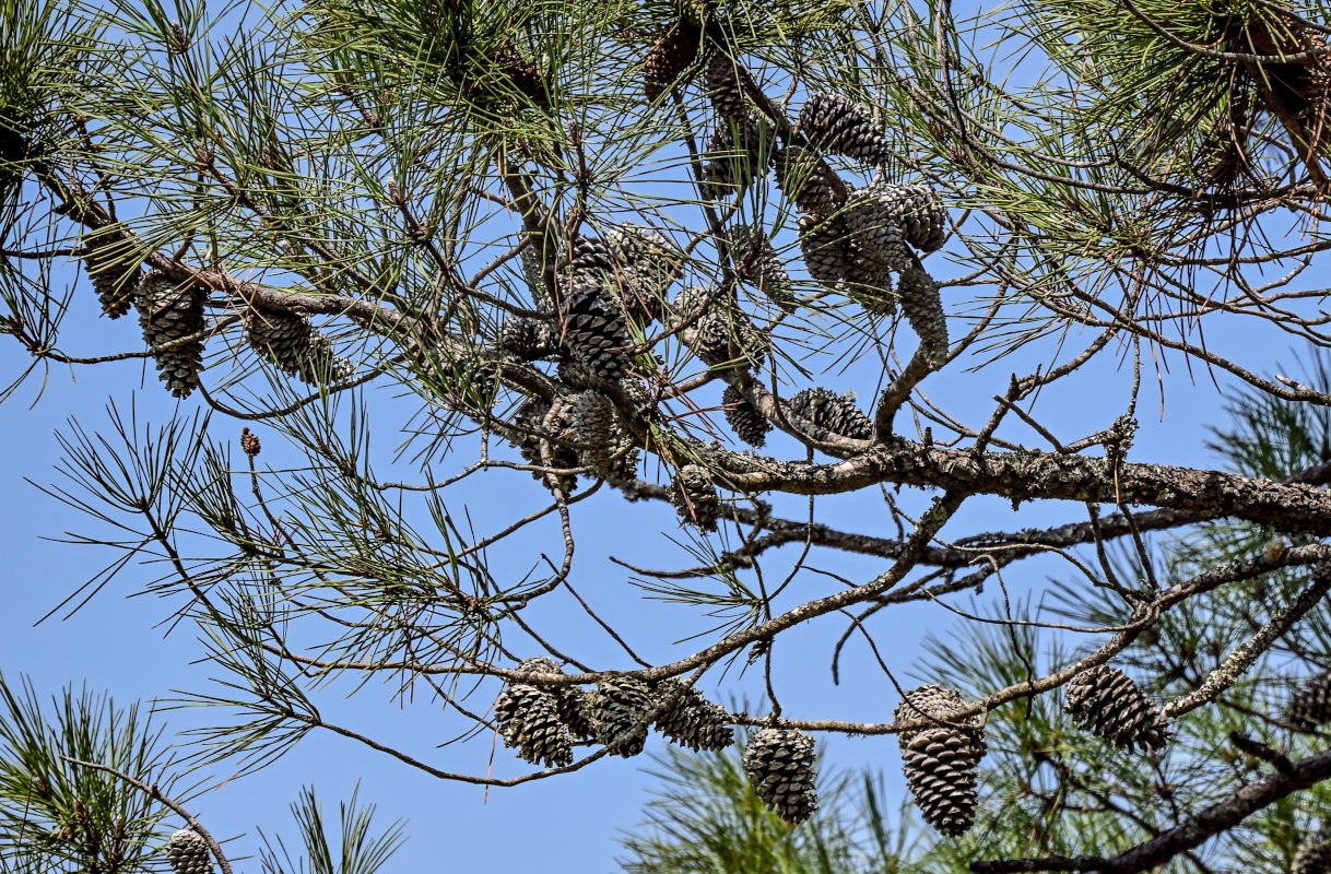 Изображение особи Pinus pinaster.