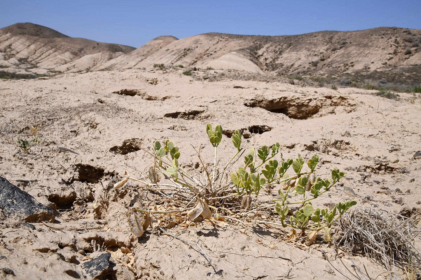 Image of Zygophyllum lehmannianum specimen.