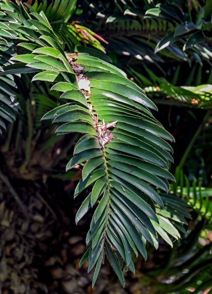 Изображение особи Encephalartos altensteinii.