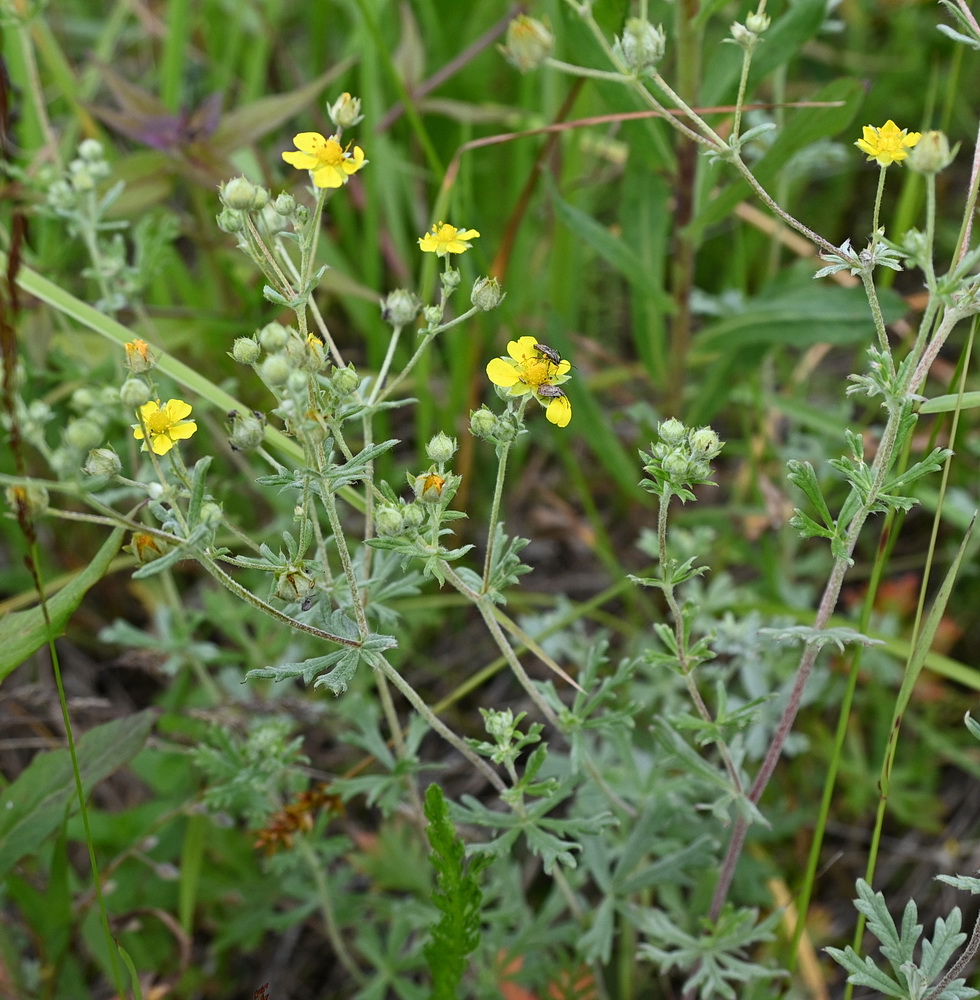 Изображение особи Potentilla argentea.