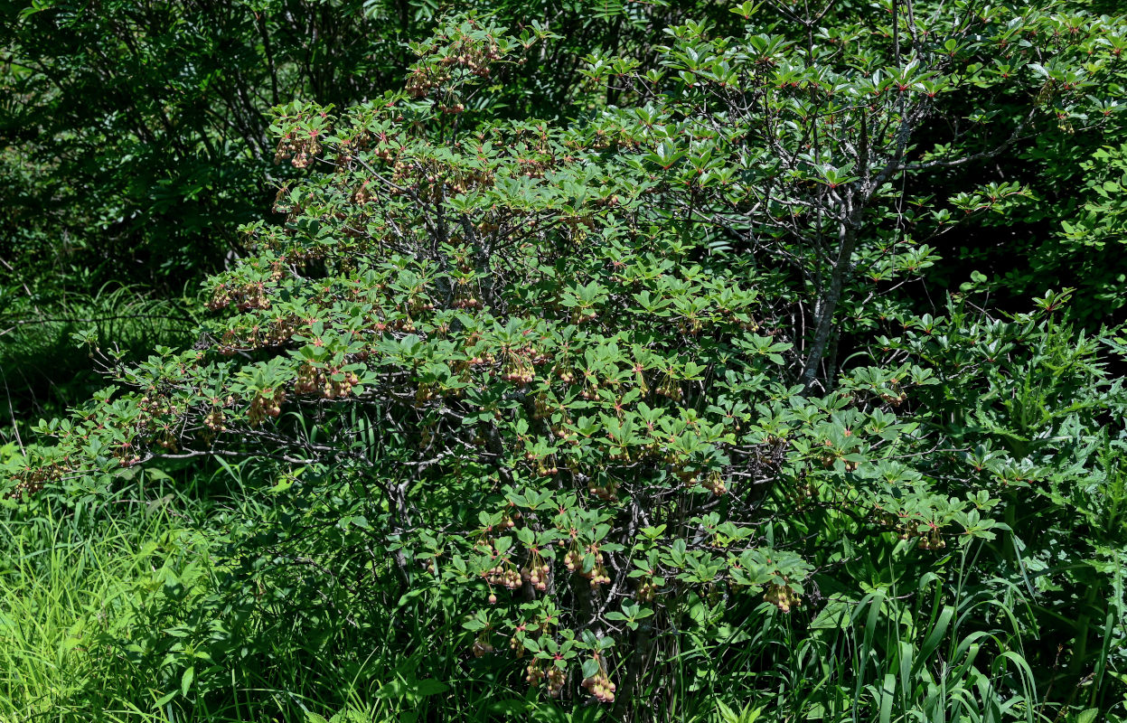 Изображение особи Enkianthus chinensis.