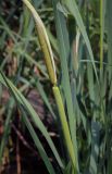 род Typha. Верхушка цветущего растения. Абхазия, Гудаутский р-н, окр. с. Лдзаа, водоотводный канал. 12.06.2025.