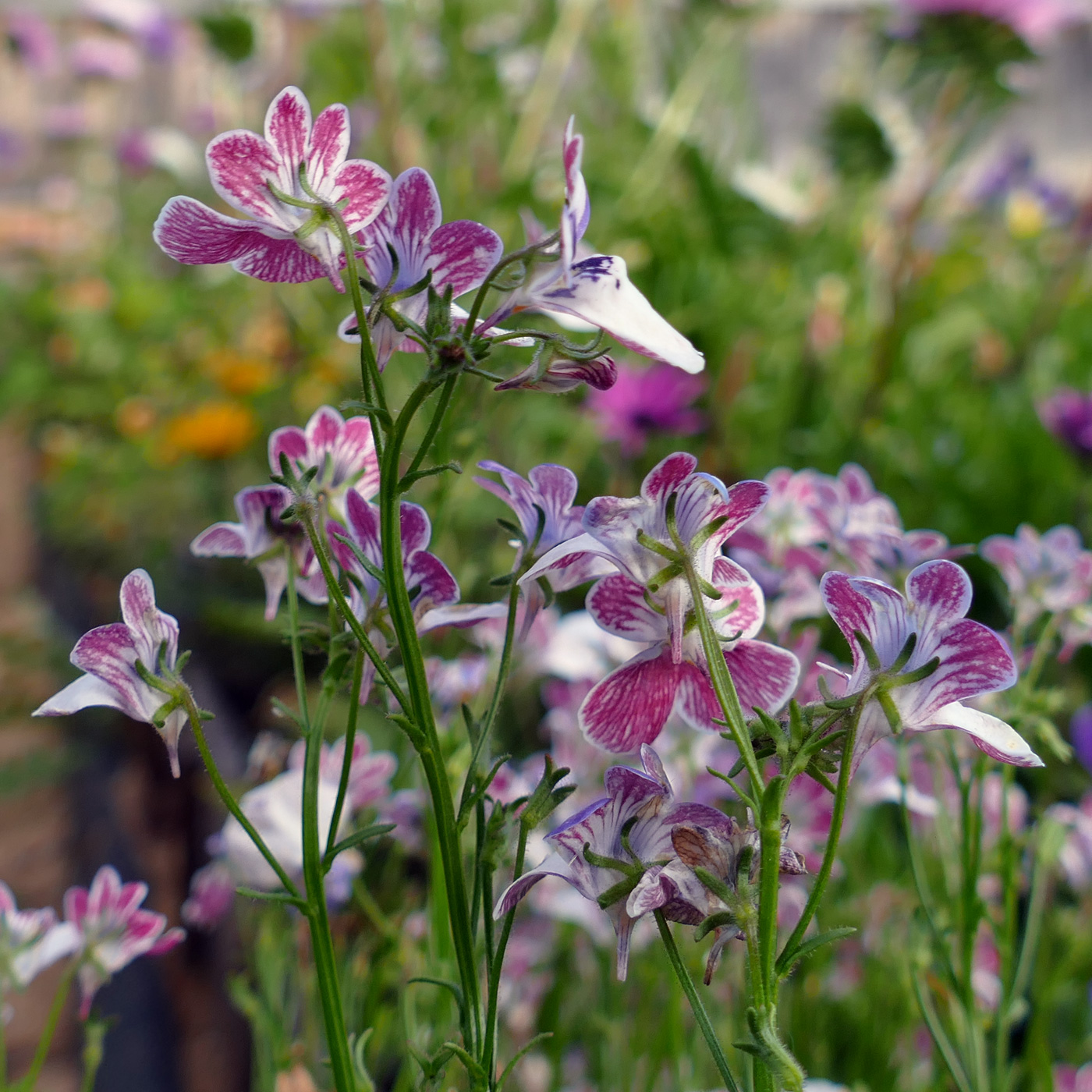 Image of Nemesia strumosa specimen.