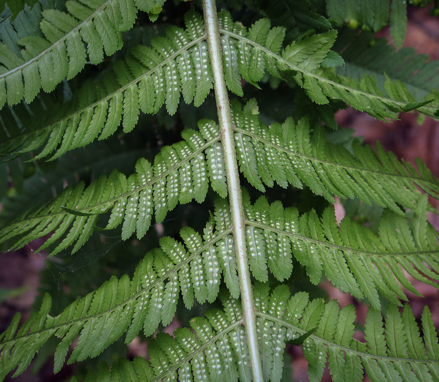 Изображение особи Dryopteris caucasica.