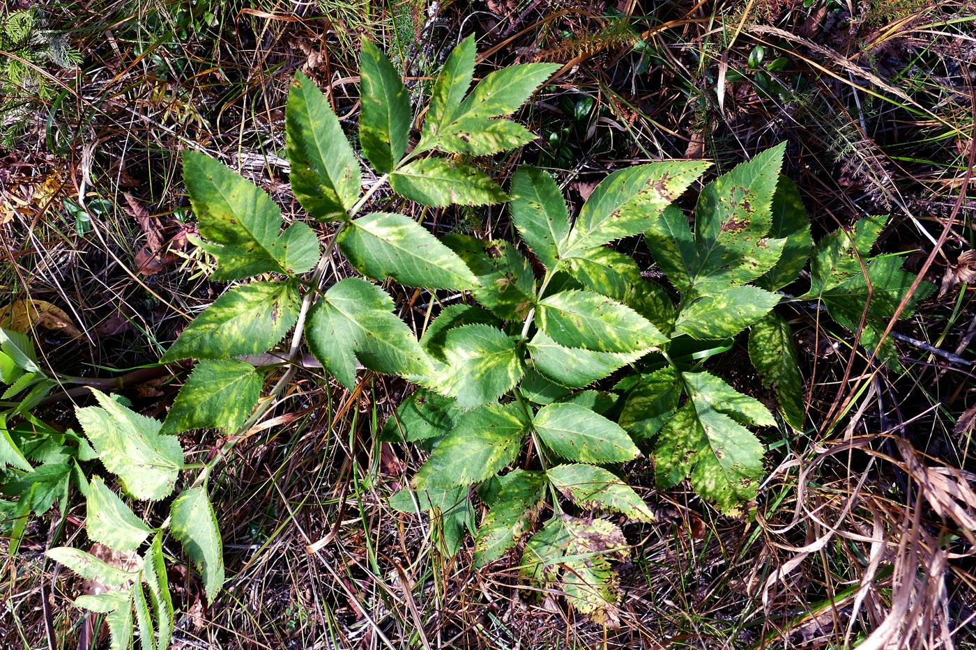 Image of Archangelica officinalis specimen.