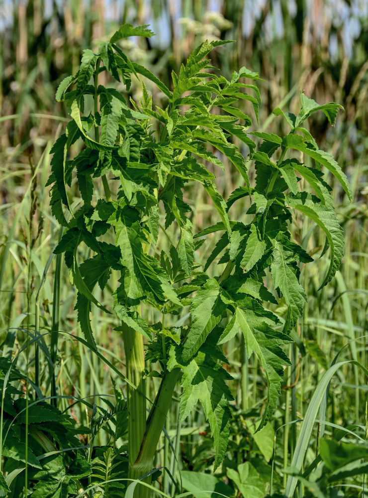 Image of Pastinaca sativa specimen.