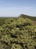 Juniperus oxycedrus