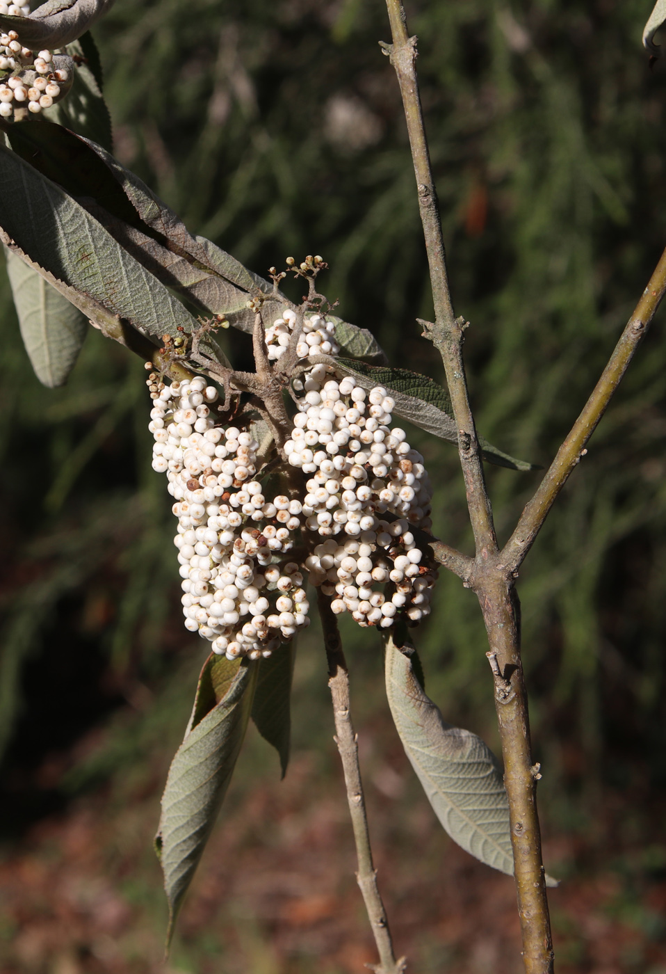 Изображение особи род Callicarpa.