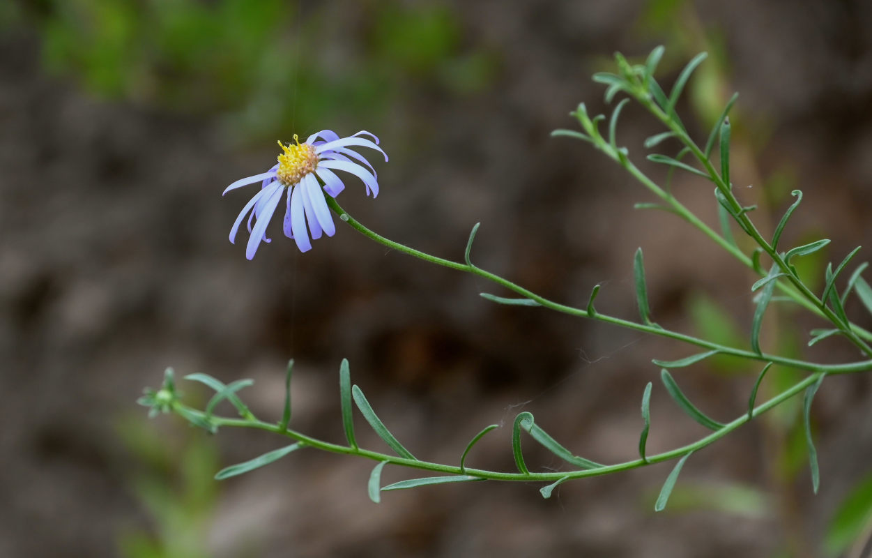 Изображение особи Heteropappus altaicus.