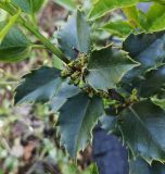 Ilex × meserveae. Часть ветви с незрелыми плодами. Волгоград, Красноармейский р-н. 15.05.2026.