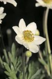 genus Anemone. Цветок. Белгородская обл., пос. Ракитное, ул. Сосновая, 2, в культуре. 21 мая 2026 г.