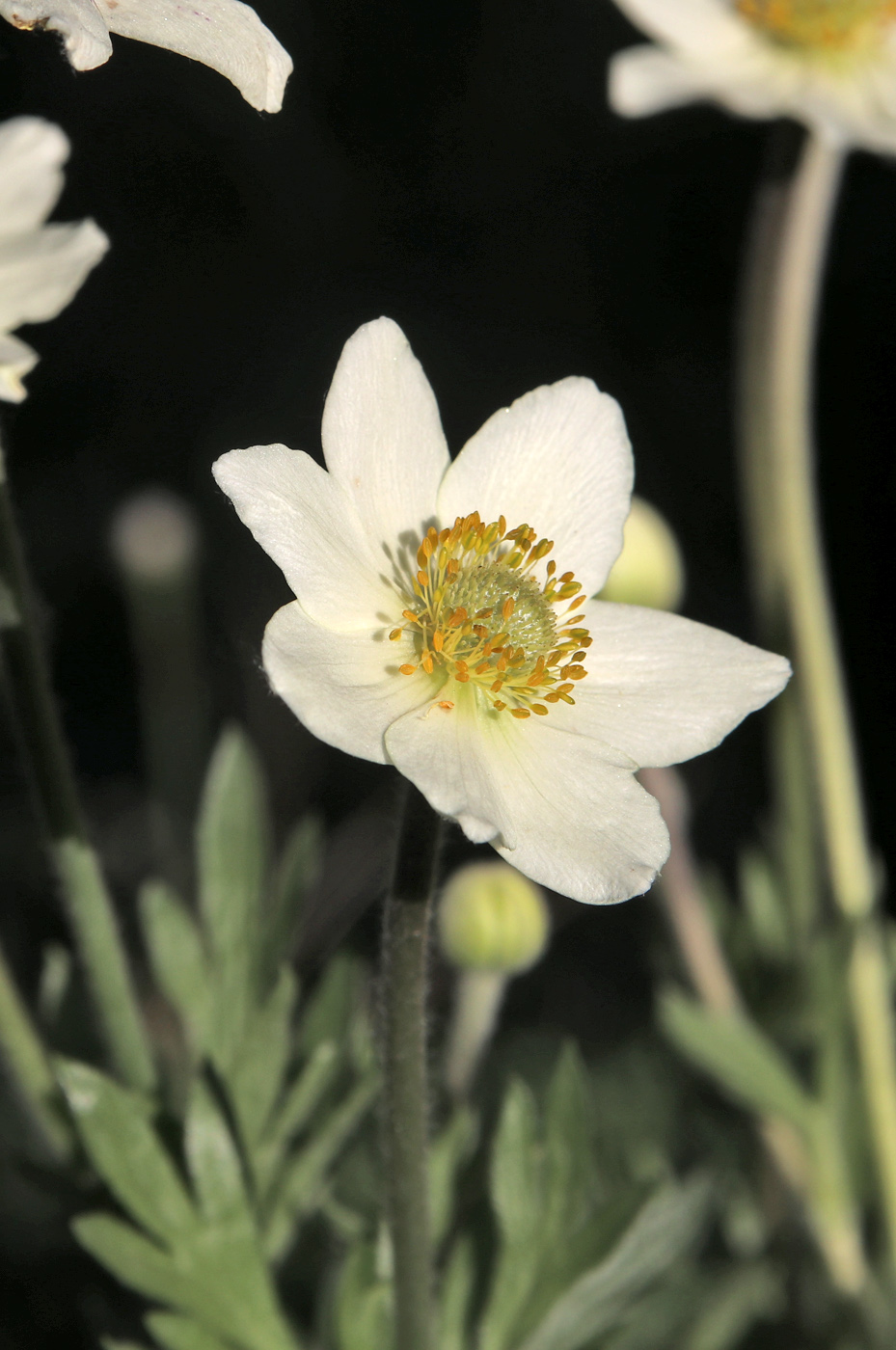 Image of Anemone lithophila specimen.