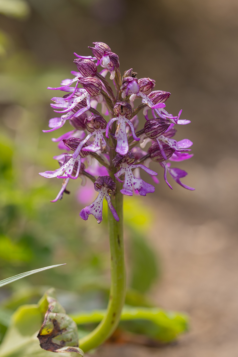 Image of Orchis purpurea ssp. caucasica specimen.
