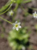 Androsace filiformis. Цветок. Хабаровский край, г. Комсомольск-на-Амуре, обочина грунтовой дороги. 22.05.2026.