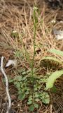 Cardamine hirsuta