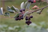 Amelanchier spicata. Вкрхушка побега со спелыми плодами зрелости. Московская обл., Раменский р-н, окр. дер. Хрипань, садовый участок. 09.07.2026.