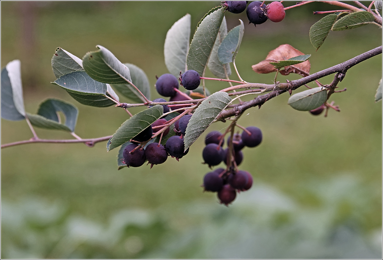 Image of Amelanchier spicata specimen.
