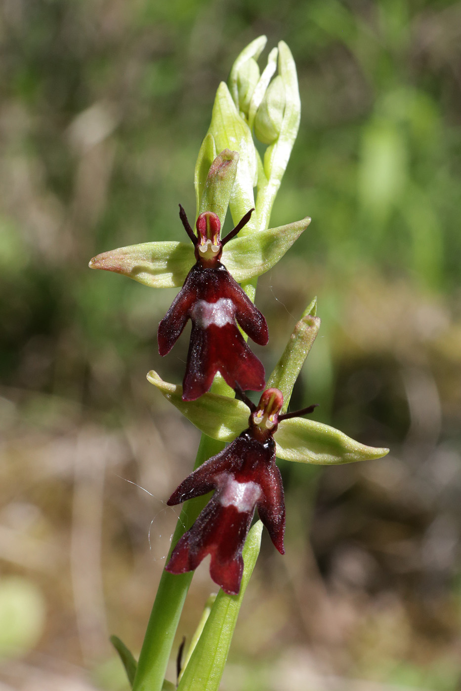 Image of Ophrys insectifera specimen.