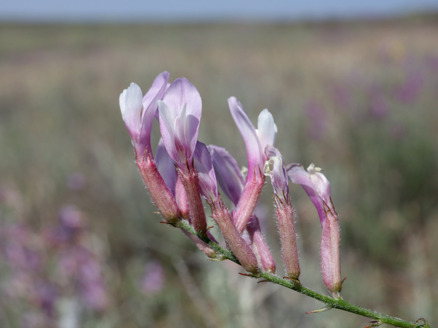 Изображение особи род Astragalus.