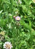 genus Erigeron