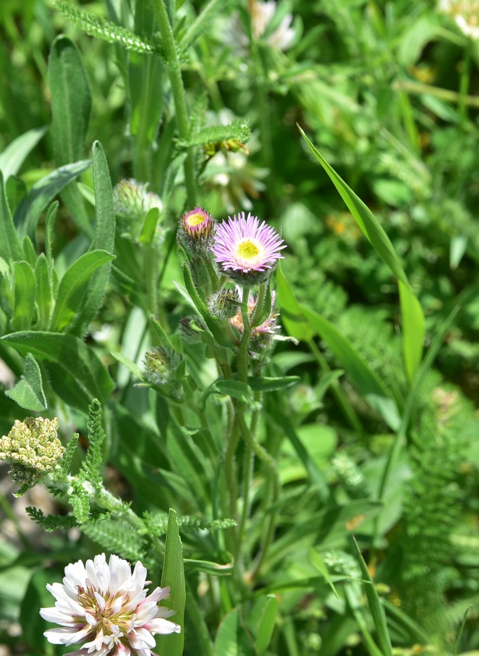 Image of genus Erigeron specimen.