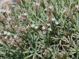 Acantholimon alexeenkoanum. Верхушки побегов с недавно отцветшими, распустившимися и бутонизирующими соцветиями. Таджикистан, Горно-Бадахшанская автономная обл., Рушанский р-н, хр. Северо-Аличурский, дол. р. Мургаб (ниже Сареза) у ручья Хурмахей, выс. ≈ 2600 м н.у.м., галечниковые наносы на дне ущелья. 26 июня 2026 г.