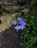 genus Veronica. Цветки. Турция, ил Артвин, у монастыря Парехи, в нижней части скалы. 12 июня 2026 г.