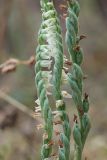 Spiranthes spiralis. Части соцветий с цветками и незрелыми плодами. Краснодарский край, Крымский р-н, окр. станицы Неберджаевская, ур. Темрючки, старый плодовый сад, зарастающий Crataegus и Carpinus orientalis, в междурядье. 19.09.2026.