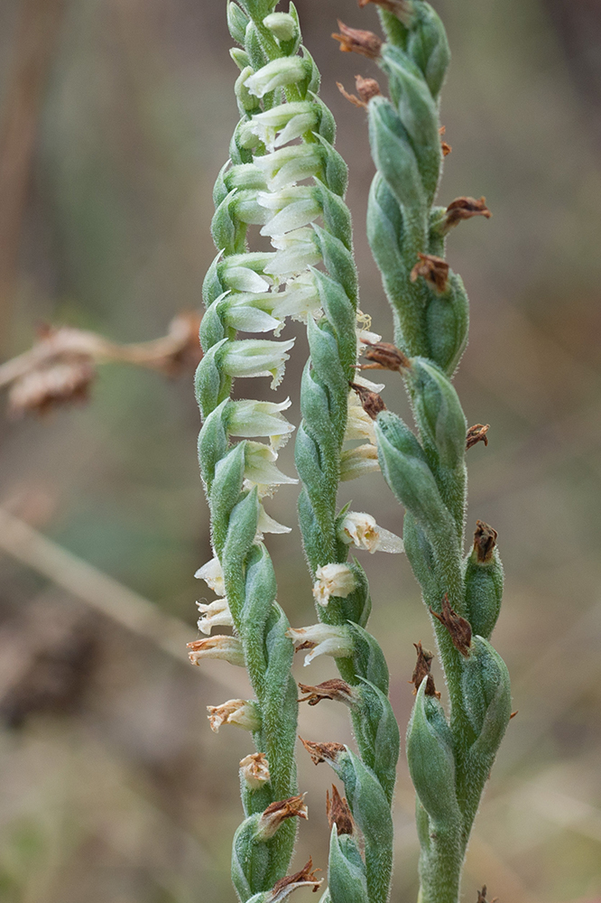 Image of Spiranthes spiralis specimen.