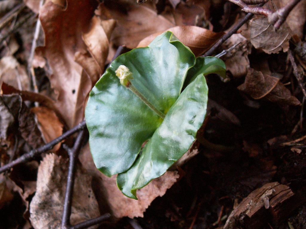 Image of Fagus sylvatica specimen.