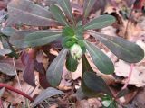 Euphorbia amygdaloides. Верхушка побега. Южный Берег Крыма, северо-восточный склон г. Кастель. 11 февраля 2009 г.