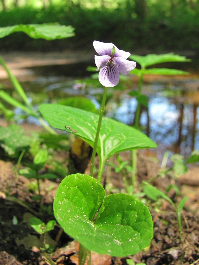 Image of Viola palustris specimen.