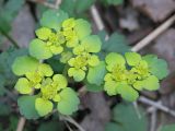 Chrysosplenium alternifolium