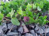 Trifolium pratense