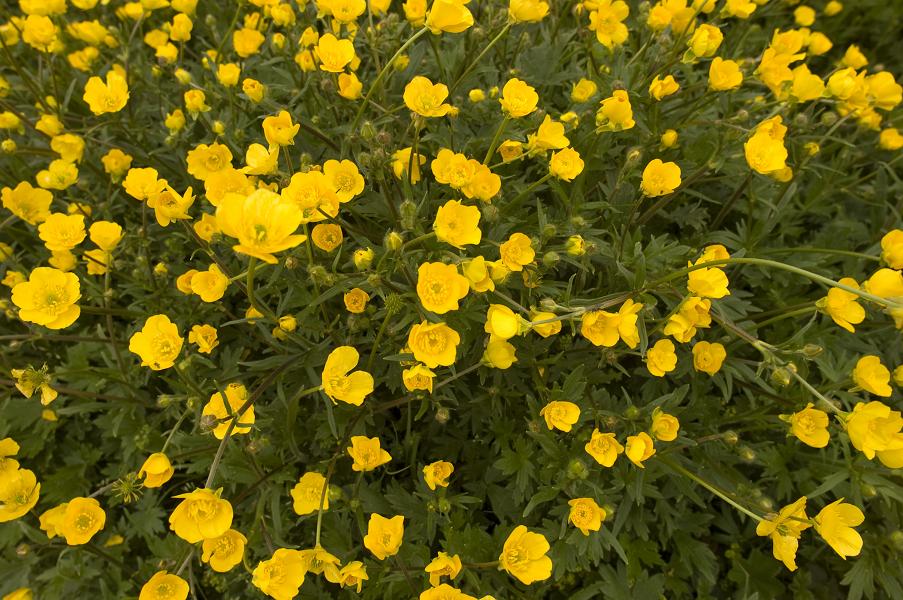 Image of genus Ranunculus specimen.