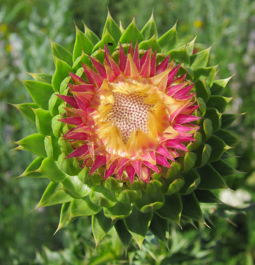 Image of Carduus thoermeri specimen.