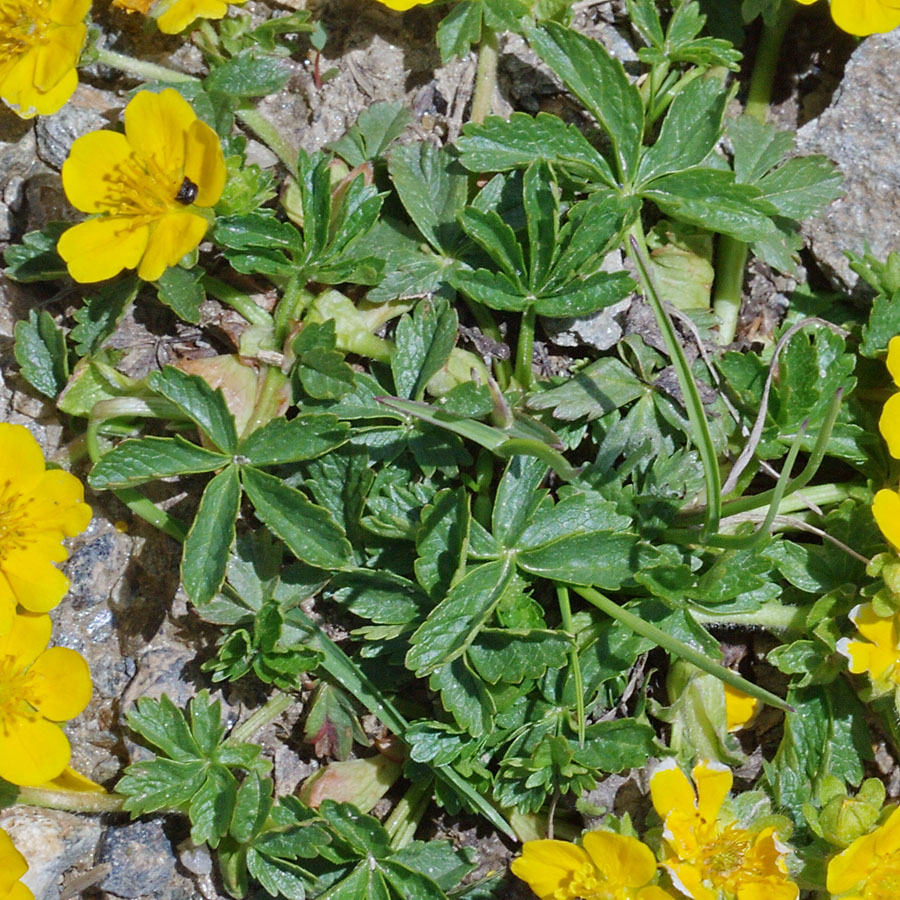 Image of Potentilla ruprechtii specimen.