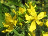 Hypericum perforatum. Цветки. Ростовская обл., Октябрьский р-н, окр. станицы Заплавская. 10.07.2011.