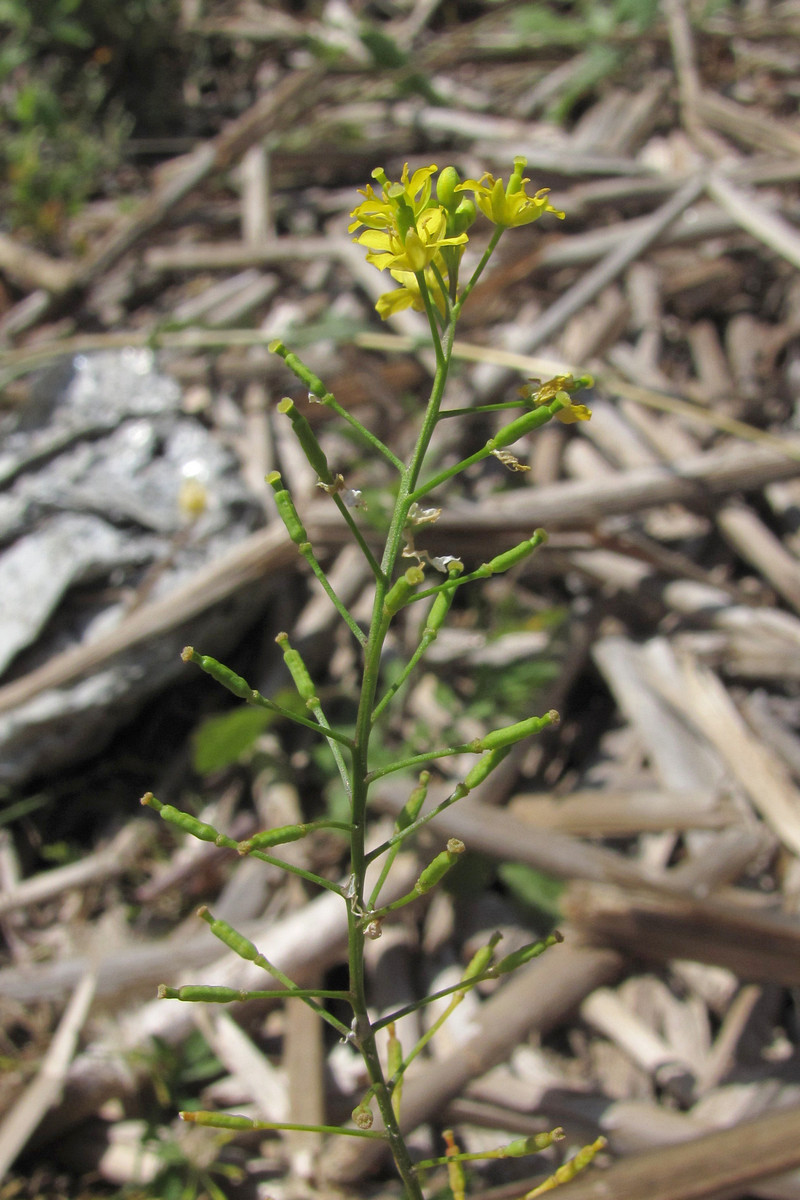 Image of Rorippa sylvestris specimen.