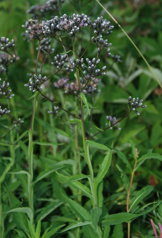 Image of Saussurea parviflora specimen.