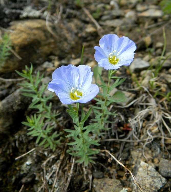 Image of Linum boreale specimen.