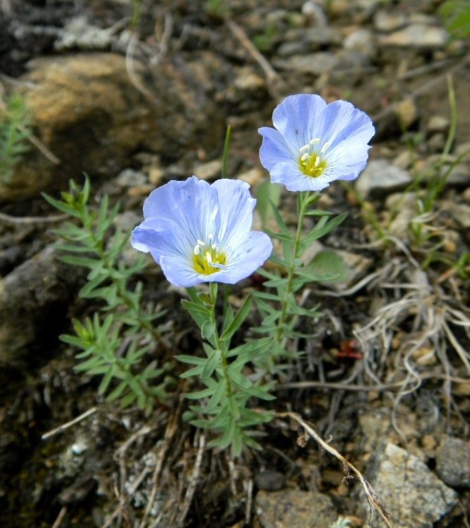 Изображение особи Linum boreale.