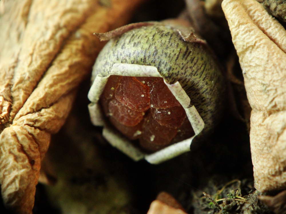 Image of Cyclamen vernum specimen.