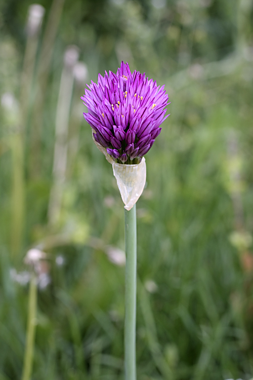 Изображение особи Allium hissaricum.