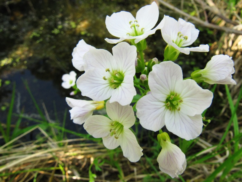 Image of Cardamine pratensis specimen.