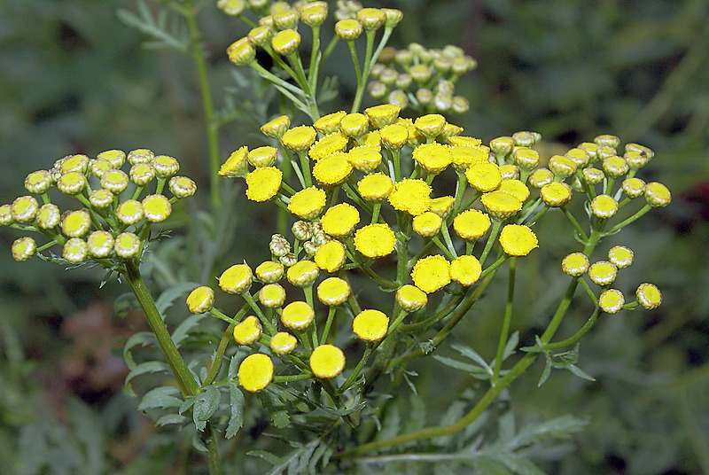 Изображение особи Tanacetum vulgare.