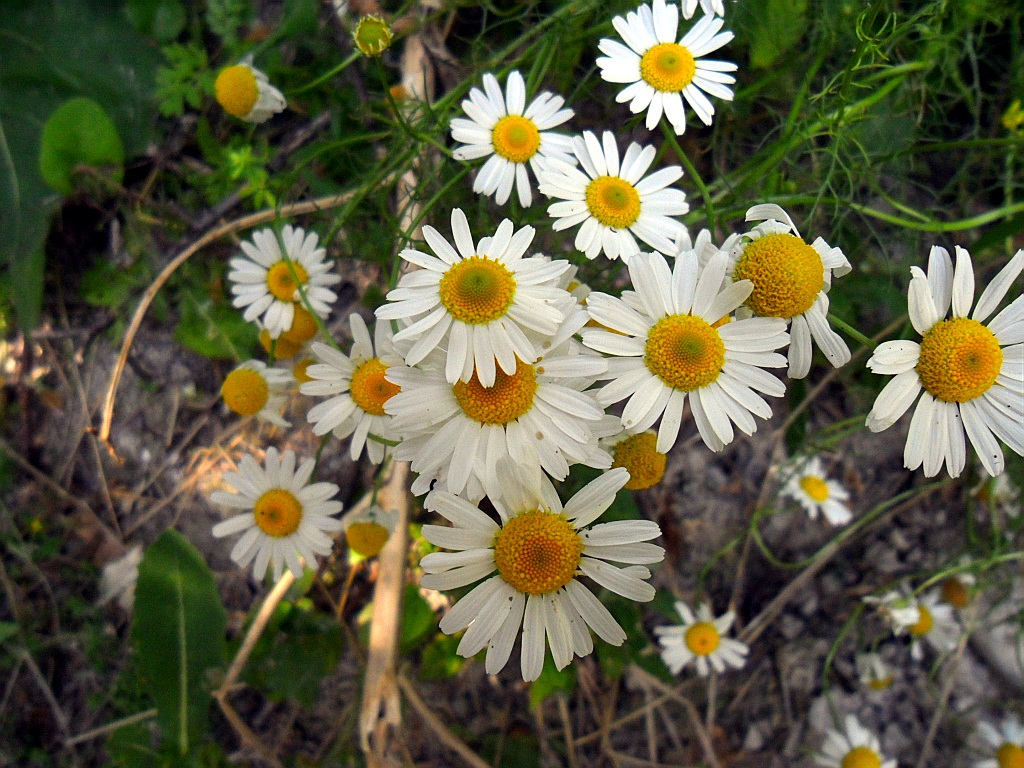 Изображение особи Tripleurospermum inodorum.