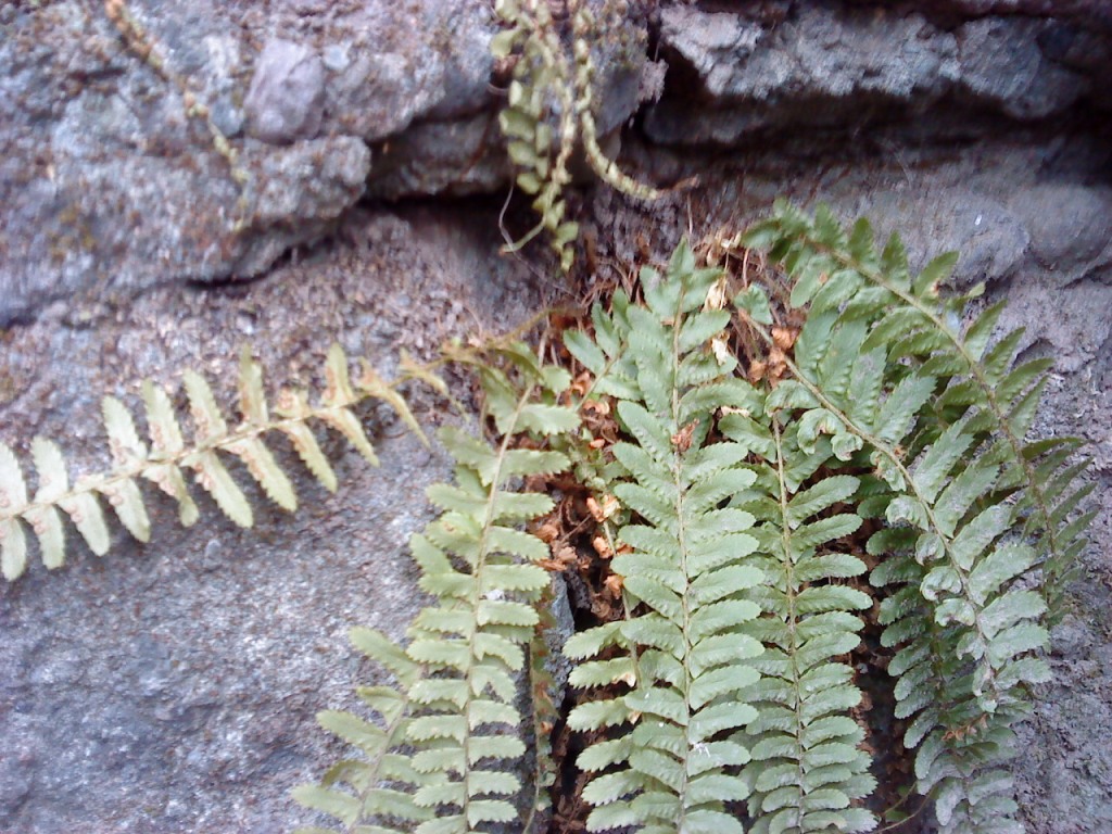 Image of Polystichum craspedosorum specimen.