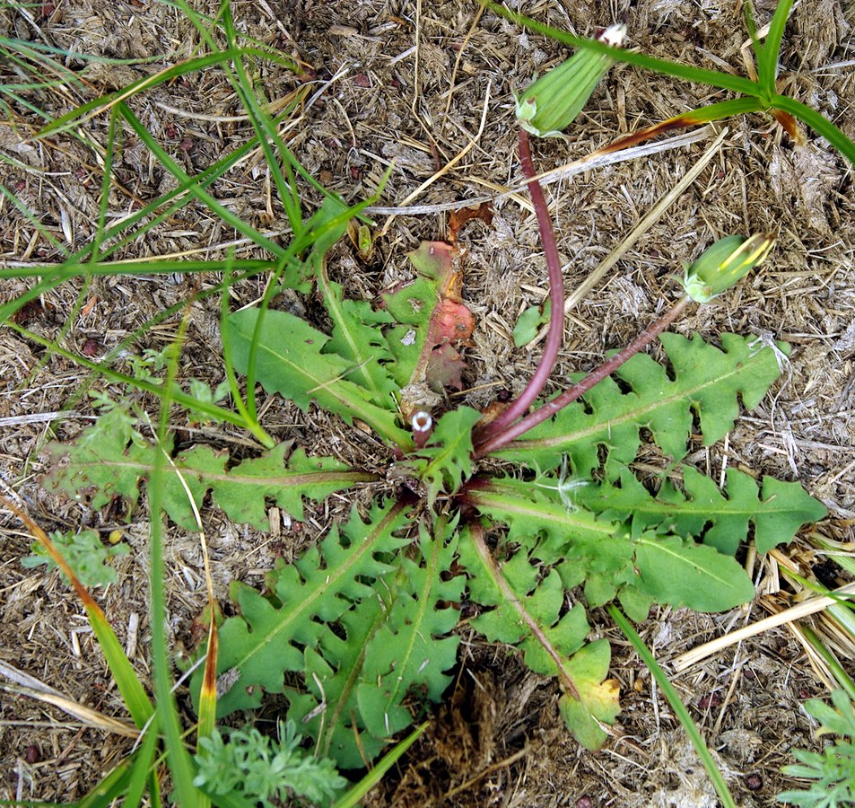 Изображение особи род Taraxacum.